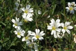 Cerastium arvense Akkerhoornbloem bestellen